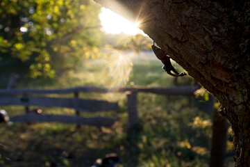 Stag Beetle, Lucanus cervus