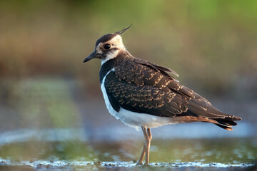 Northern Lapwing, Vanellus vanellus