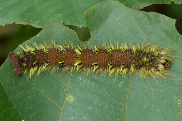 Yellow Hairy Caterpillar on Unique Tendril and Leaf of Plant