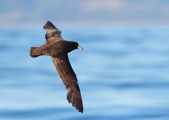Westland Petrel, Procellaria westlandica