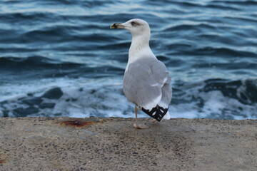 black headed gull