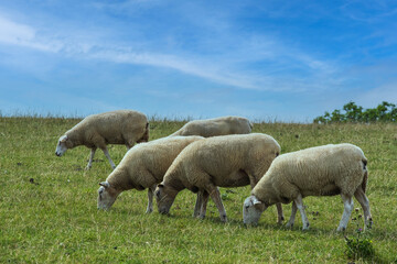 View of grazing sheep on the dike of Fedderwardersiel / Germany on the North Sea