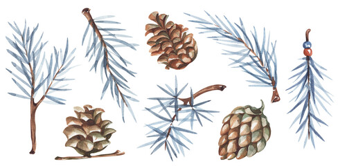 Set of separated watercolor elements 
spruce branches cones. 