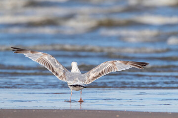 European Herring Gull, Larus argentatus