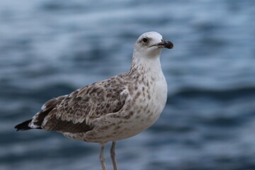 seagull on the beach