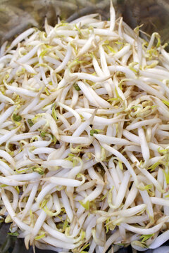 The mung bean sprouts, an important part in many Asian dishes
