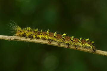 Yellow Hairy Caterpillar on Unique Tendril and Leaf of Plant