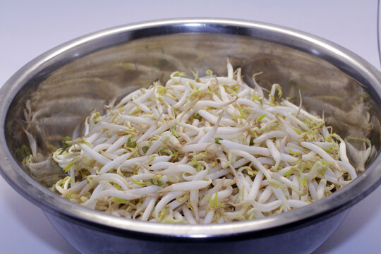 The mung bean sprouts, an important part in many Asian dishes