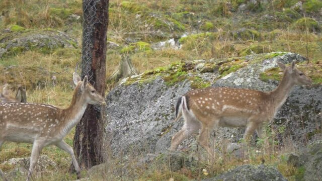 Tracking shot of a herd of White-tailed deer and fawn moving through rocky meadow in an overcast wet day
