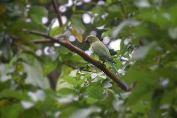 Fototapeta premium selective focus on a bird(Parrot)stands on a tree branch ,closeup view