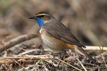 Red-spotted Bluethroat, Luscinia svecica cyanecula