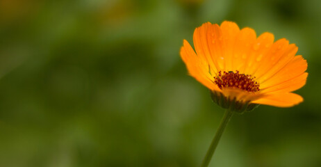 Blurry flower for background.Orange flower bokeh for background.
