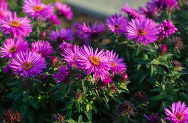 Purple Aster flowers on a natural background with selective focus.