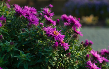 Purple Aster flowers on a natural background with selective focus.