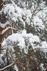 Snow covered pine branches.