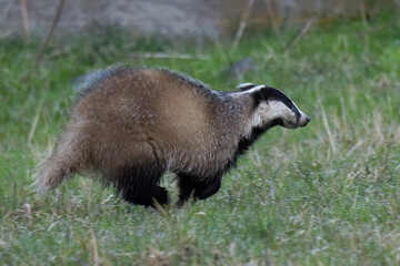 European Badger, Meles meles