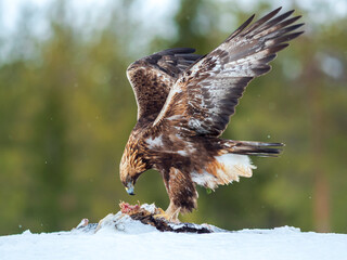 Golden Eagle, Aquila chrysaetos