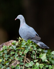 Trocaz Pigeon, Columba trocaz