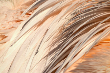 Close up view of a pelican's feather