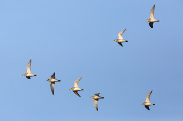 Obraz premium European Golden Plover, Pluvialis apricaria