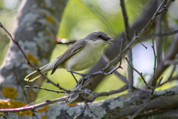 Lesser Whitethroat on a tree branch. Sylvia curruca.