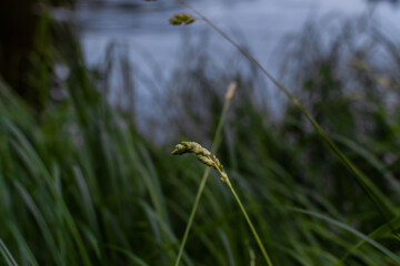 Green longitudinal long thin dense grass with spikelets on the backdrop of blue water of the park pond. Grassy shore