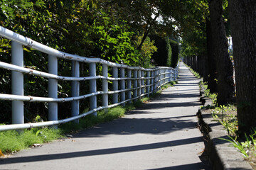 街路樹の影が伸びた長い歩道