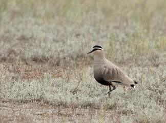 Sociable Lapwing, Vanellus gregarius