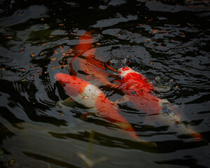 koi fish swimming in a pond feeding