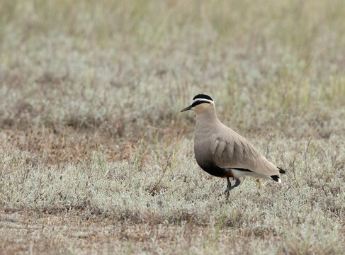 Sociable Lapwing, Vanellus Gregarius