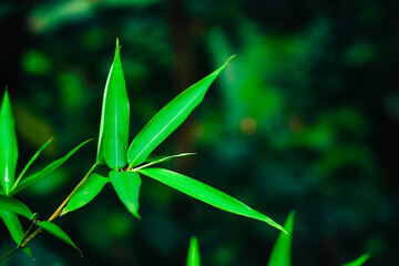 Abstract green leaf background, soft focus, sunny day, fresh spring field, natural textured wallpaper