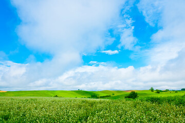 夏の美瑛の大パノラマ