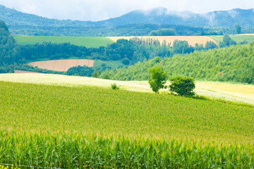 パッチワークの路