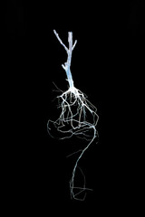 Tree Roots X-ray Black and White Indoor Photography