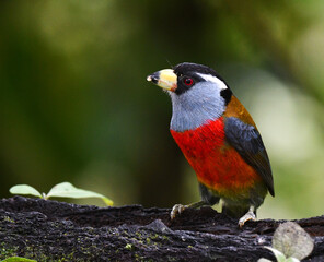 Toucan Barbet, Semnornis ramphastinus