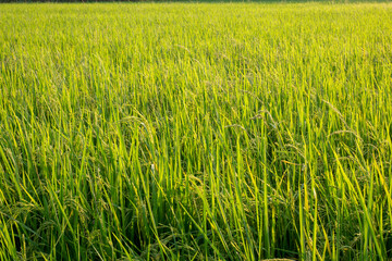 green wheat field