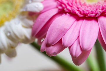 Macro photography of colorful flowers with droplets