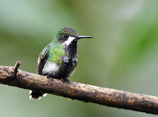 Green Thorntail, Discosura conversii