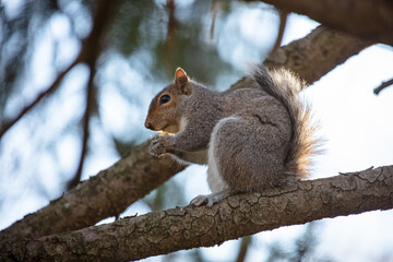 Naklejka na ściany i meble Easter Grey Squirrel sitting on a tree branch eating a nut