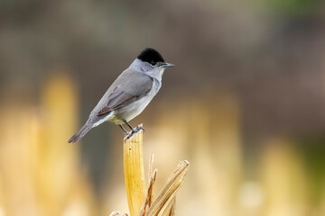 European Blackcap, Sylvia atricapilla heineken