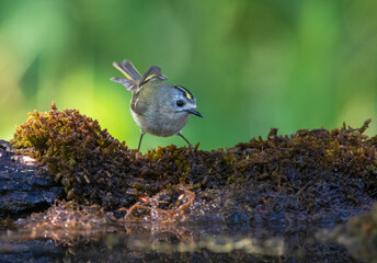 Goldcrest, Regulus regulus