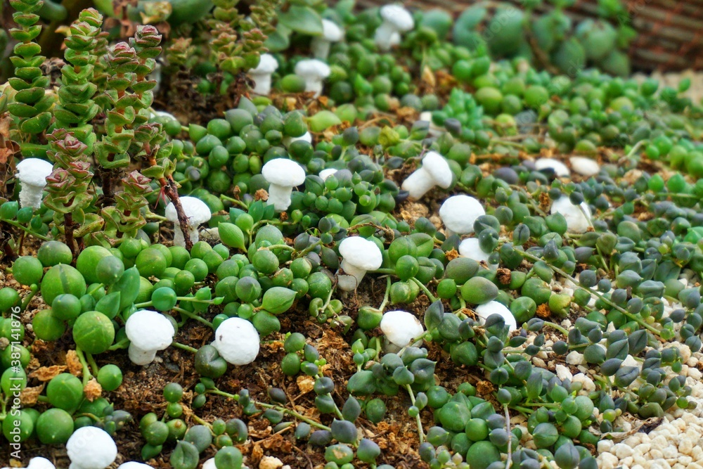 Wall mural small white mushrooms between grass2