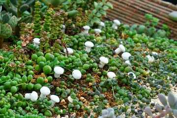 Small white mushrooms between grass1