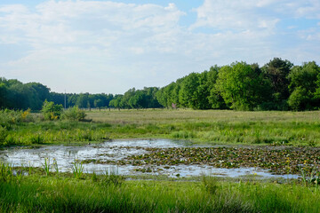 A view of a small pond located in the middle of a forested moor with meadow covered with shrubs in the foreground on a summer day. High quality photo