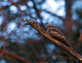 European Nightjar, Caprimulgus europaeus