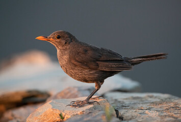 Eurasian Blackbird, Turdus merula