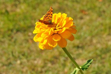 A yellow butterfly sitting on a yellow flower2