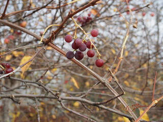 Ripe grapes on a vine with bright sun background. Vineyard harvest season