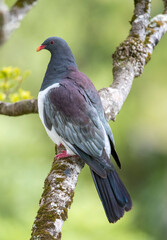 Chatham Pigeon, Hemiphaga chathamensis
