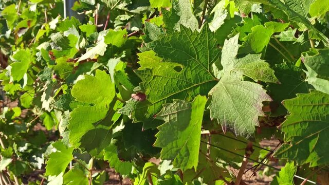 Close-up of grape leaves swaying in the wind. Bunches of ripe grapes in the rows in vineyard. Viticulture in Puglia, Italy. Ripening